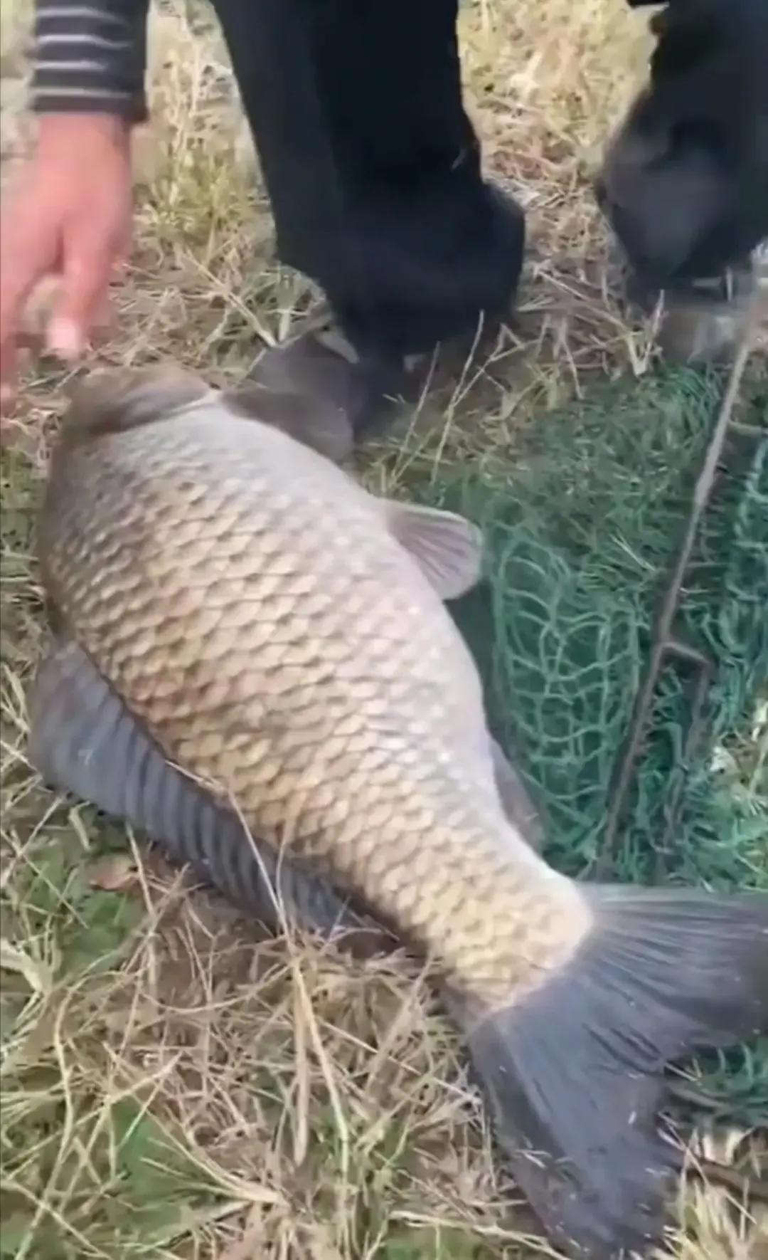 鯉魚和鯽魚的區別圖片(我國培育的雜交魚) - 赤虎壹號