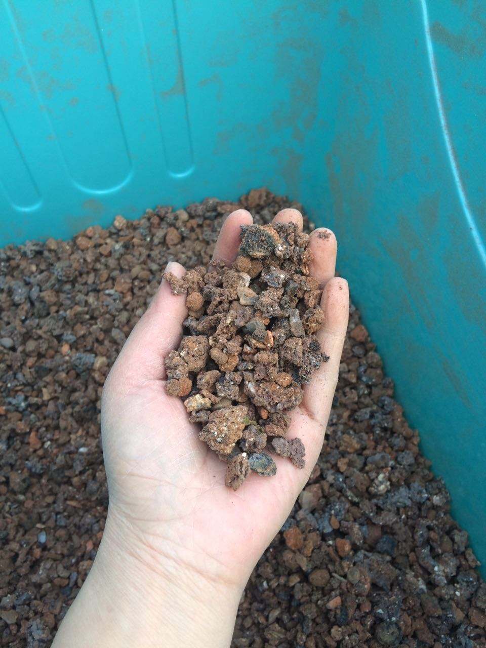 煤渣是养花的好材料,现在开始多起来,遇见就捡一些