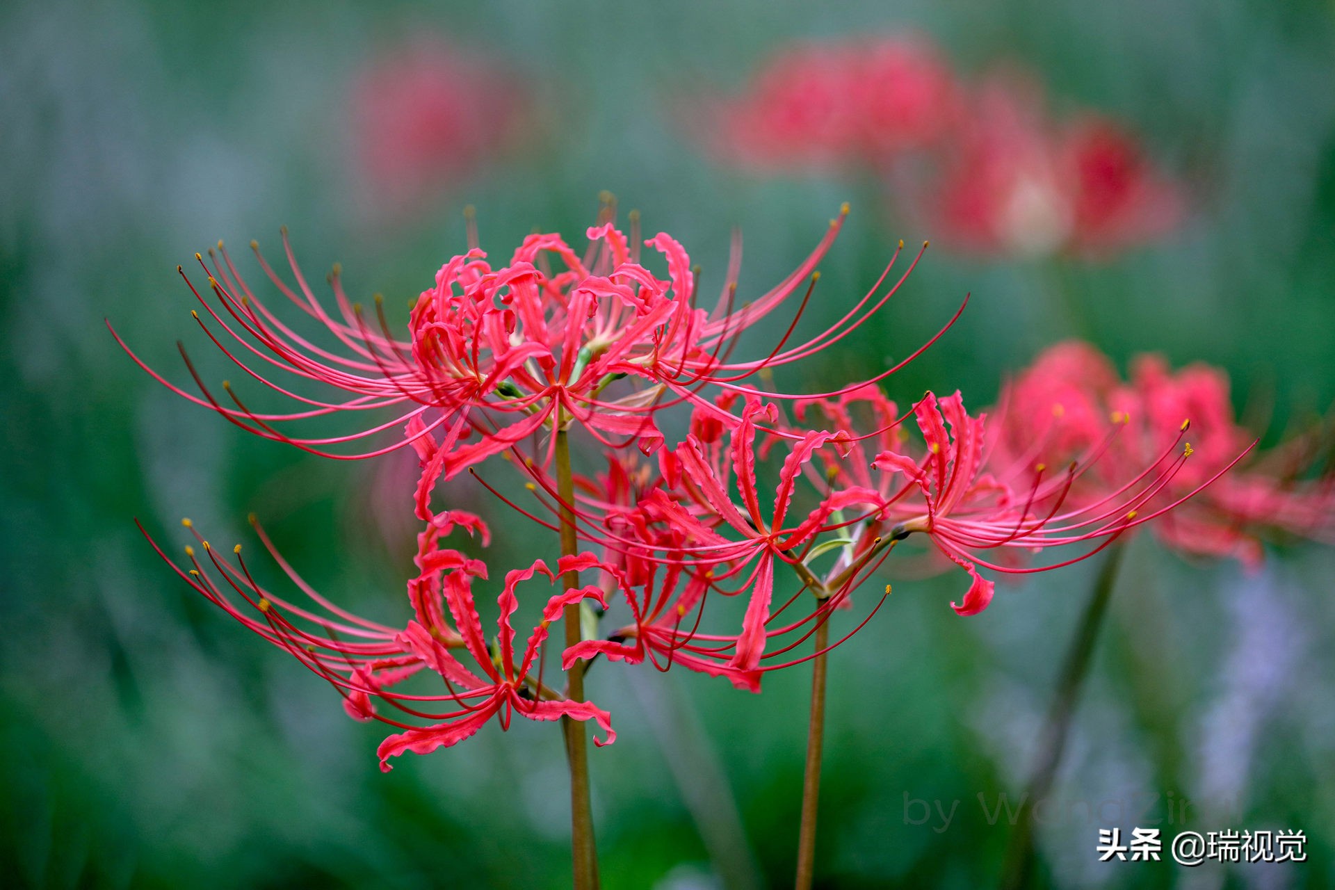 红色彼岸花的花语:无尽的永生,灭世的前兆,彼岸的召唤