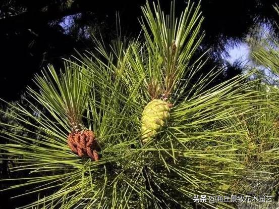 常绿乔木有哪些（70多种常用常绿乔木图例宝典）
