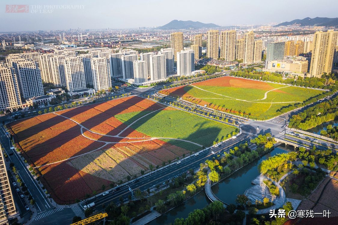 杭州哪里有花海看(杭州又一网红打卡地，260亩超大面积向日葵花海，太美了就在城北)