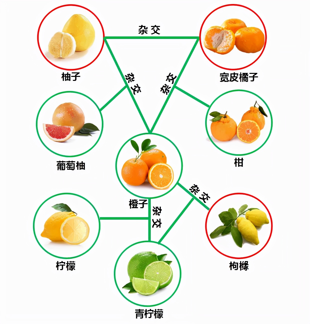 越 杂交 越好吃 橘子 柑 橙 柚子关系复杂 你买对了吗 天天看点