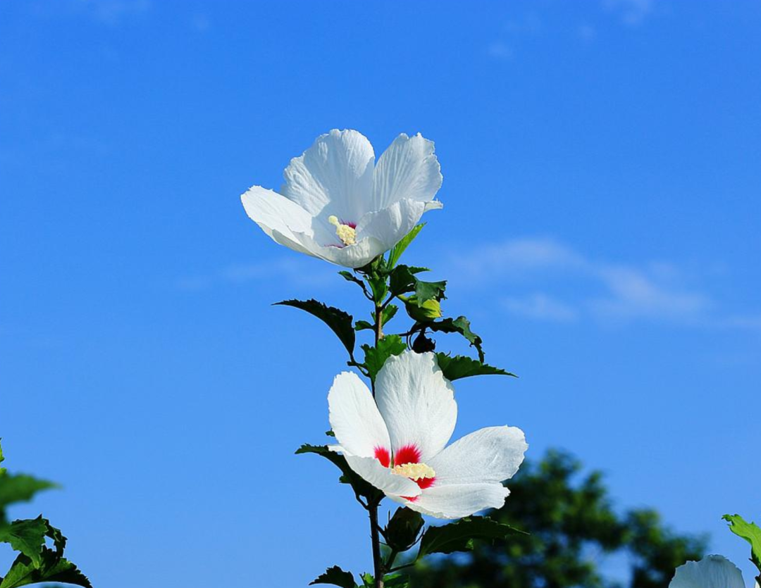 「诗词鉴赏」木槿花开，10首木槿花的诗词，朝花夕谢，转瞬即逝