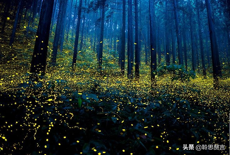 夏夜虫鸣，寂寞长夜里的孤独清吟