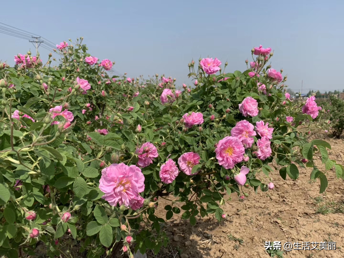 玫瑰颂面膜膏靠谱吗（玫瑰花保养肌肤的秘密）