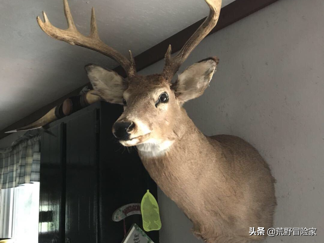 加拿大狩猎大黑熊，体验一次荒野猎人！七天六夜挑战不一样的旅行