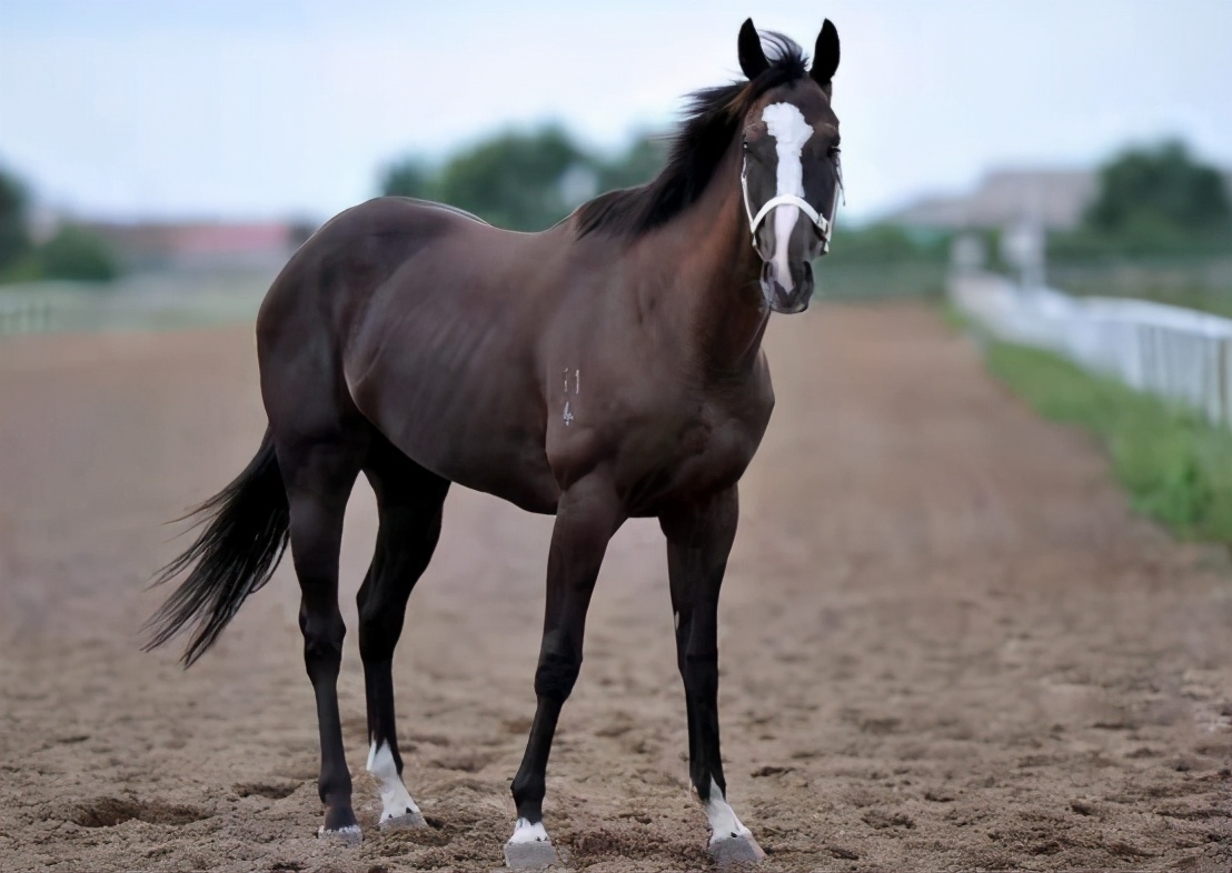神秘的"始祖马"大约距今5000万年前,在北美洲和欧洲的一些地方,生活着
