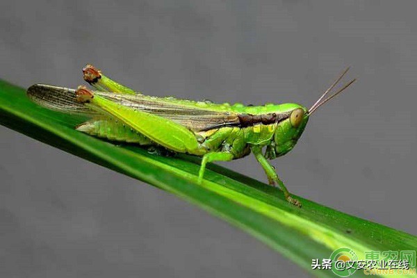 蚂蚱吃什么（主要以植物叶片喂食，喜食甘薯空心菜）