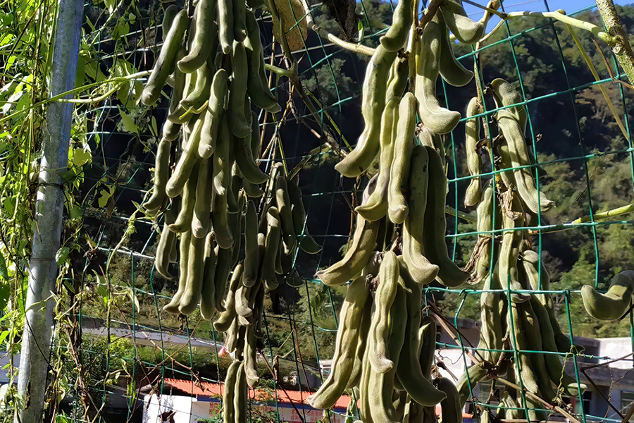 豆丝图片(马上大量上市) - 赤虎壹号