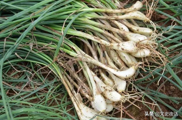 这些诗词中的植物名，你读对了吗？
