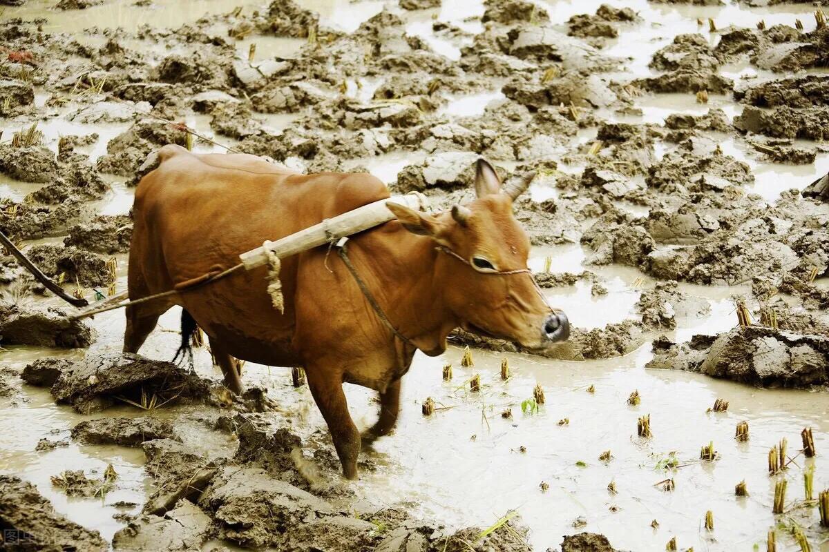 农村俗语:牛进寡妇年,农民多耕田什么意思?