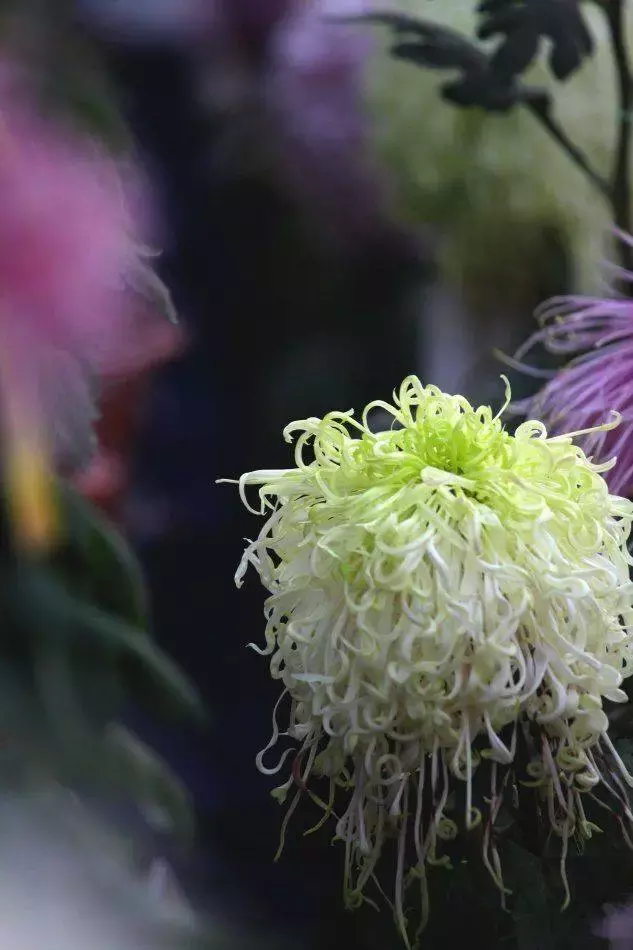 重阳赏菊，吟诗作对，吉祥如意