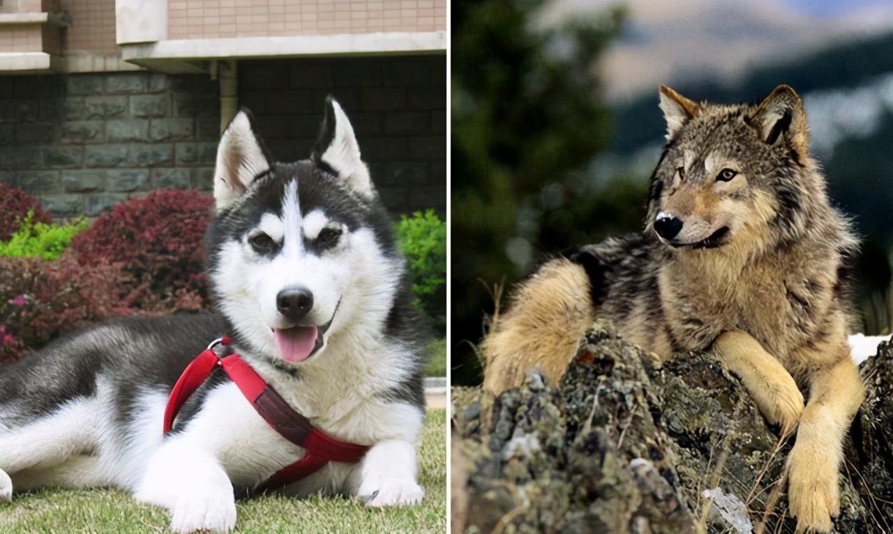 狼 哈士奇|哈士奇第一次见到狼,狼却无助地躺在地上.