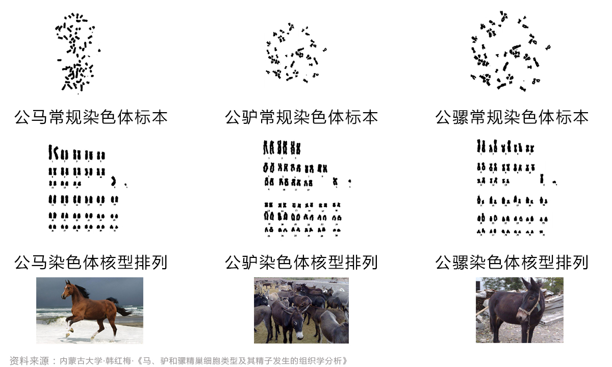 驴是怎么配(pei)对（马配驴是怎么配对的）-悠嘻(xi)资讯网