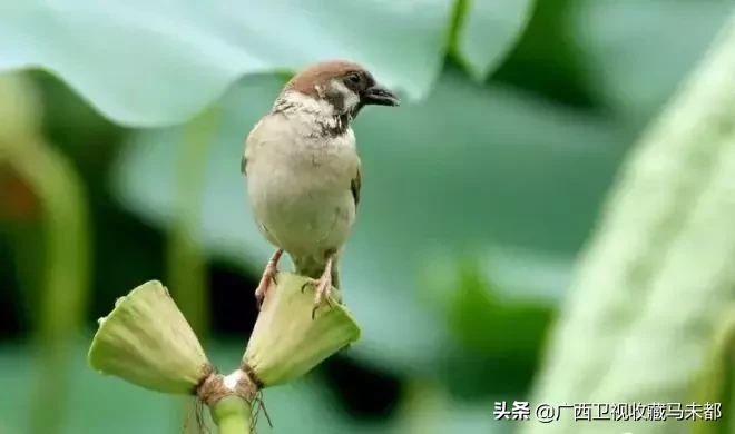 荷花随处可见,你有没有见过并蒂莲?