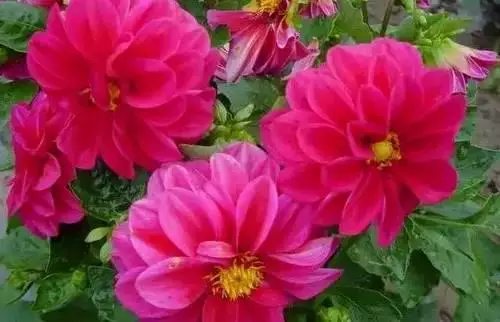 广州市市花是什么（全国56个城市的市花介绍）