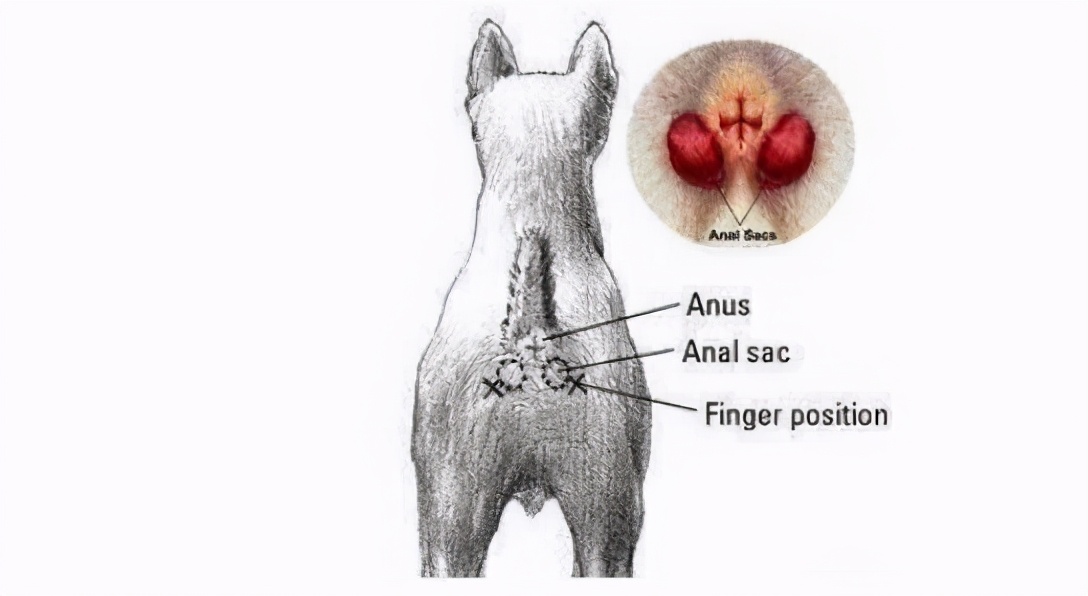 狗狗肛門腺發炎圖片(如何幫狗狗清理肛門腺) - 赤虎壹號
