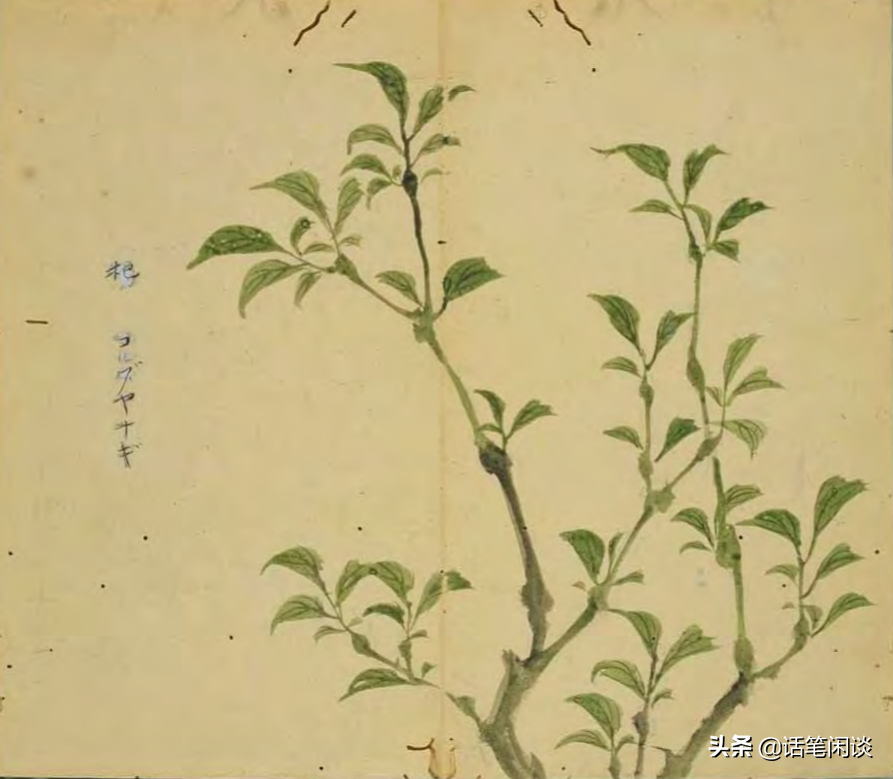 日本学者用心为《诗经》编了数百种图解，万物有灵，又美又细腻
