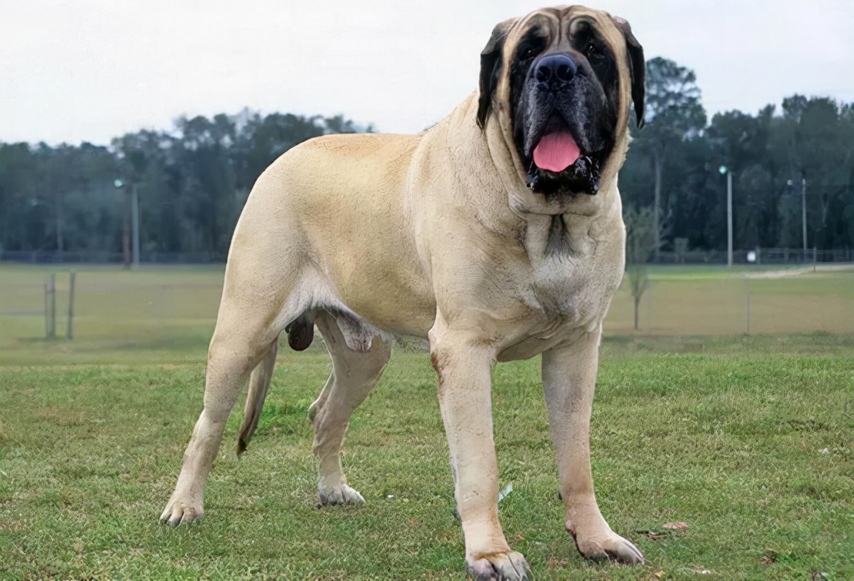 世上最凶猛的十大恶犬，藏獒在里面只能算小弟