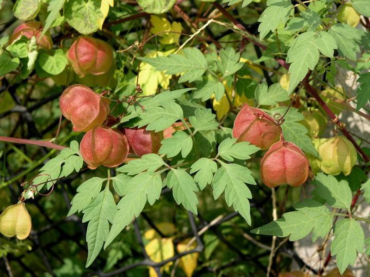 二丑是什么中药它还有其它别名么,炒二丑是什么中药-友友