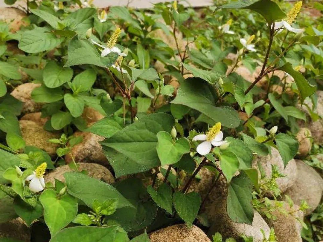 野生蒲公英图片大图(农村8种草,是"下火"药草,现在越挖越少)