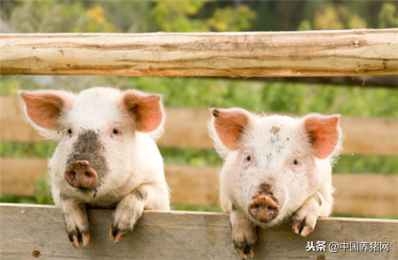 绵阳今日白条肉价格如何，绵阳综合市场今日肉价