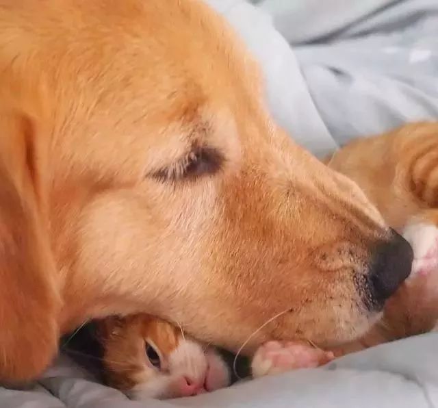 断尾小猫被救，金毛像妈妈一样照顾小猫，它们一起生活的画面好美