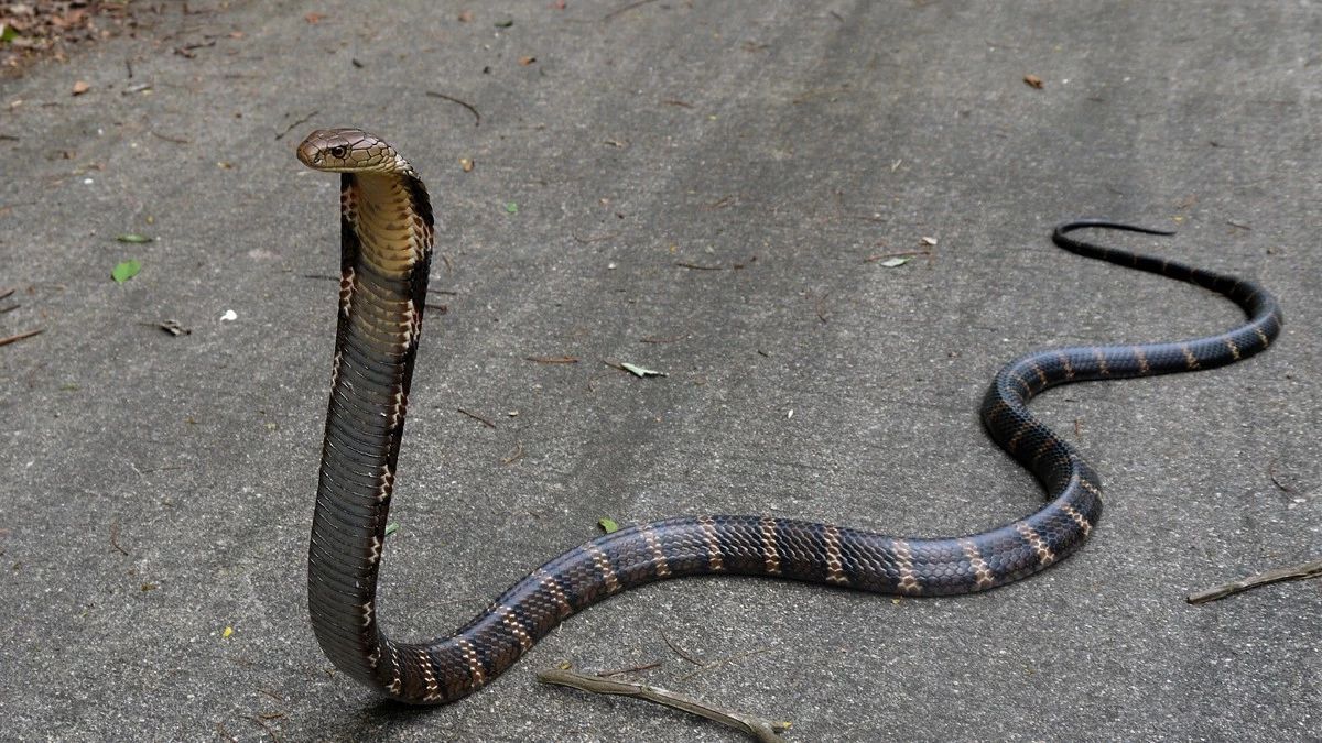 蛇獴与眼镜王蛇图片