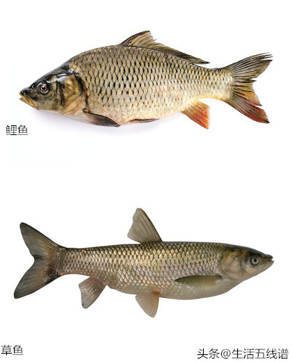 草鱼和鲤鱼的区别(鲤鱼和草鱼2种鱼的区分方法)