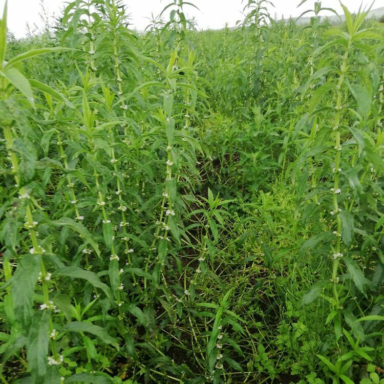 地蚕的功效与食用方法,地蚕的功效与食用方法及禁忌