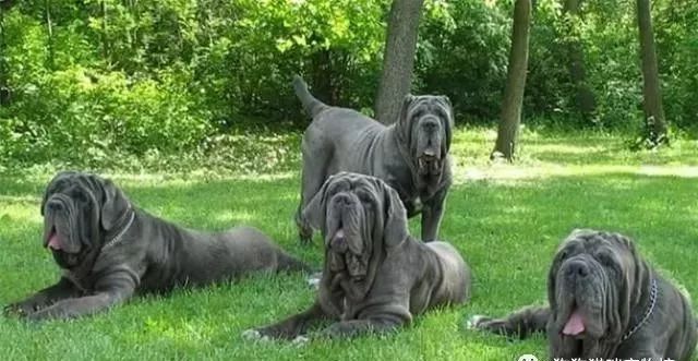 世界上著名的二十種超大型狗 你認識多少 天天看點