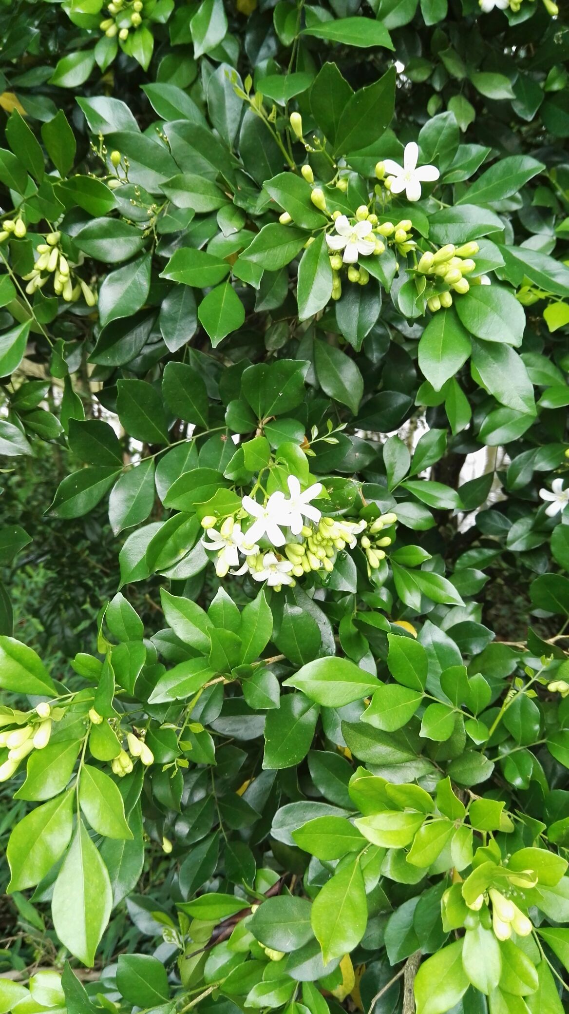 九里香,开出白色的小花朵,香味可以飘散至九里之远.89.