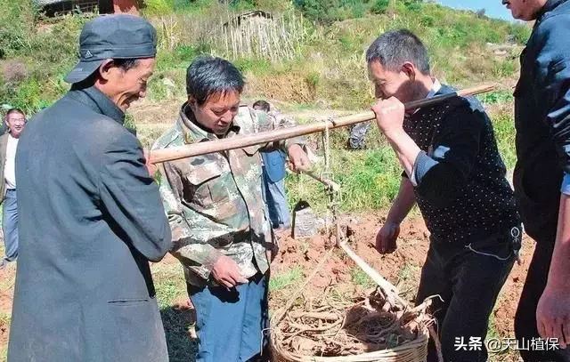 茯苓、党参和当归等几种中药材，市场有需求，农村人可以考虑种植