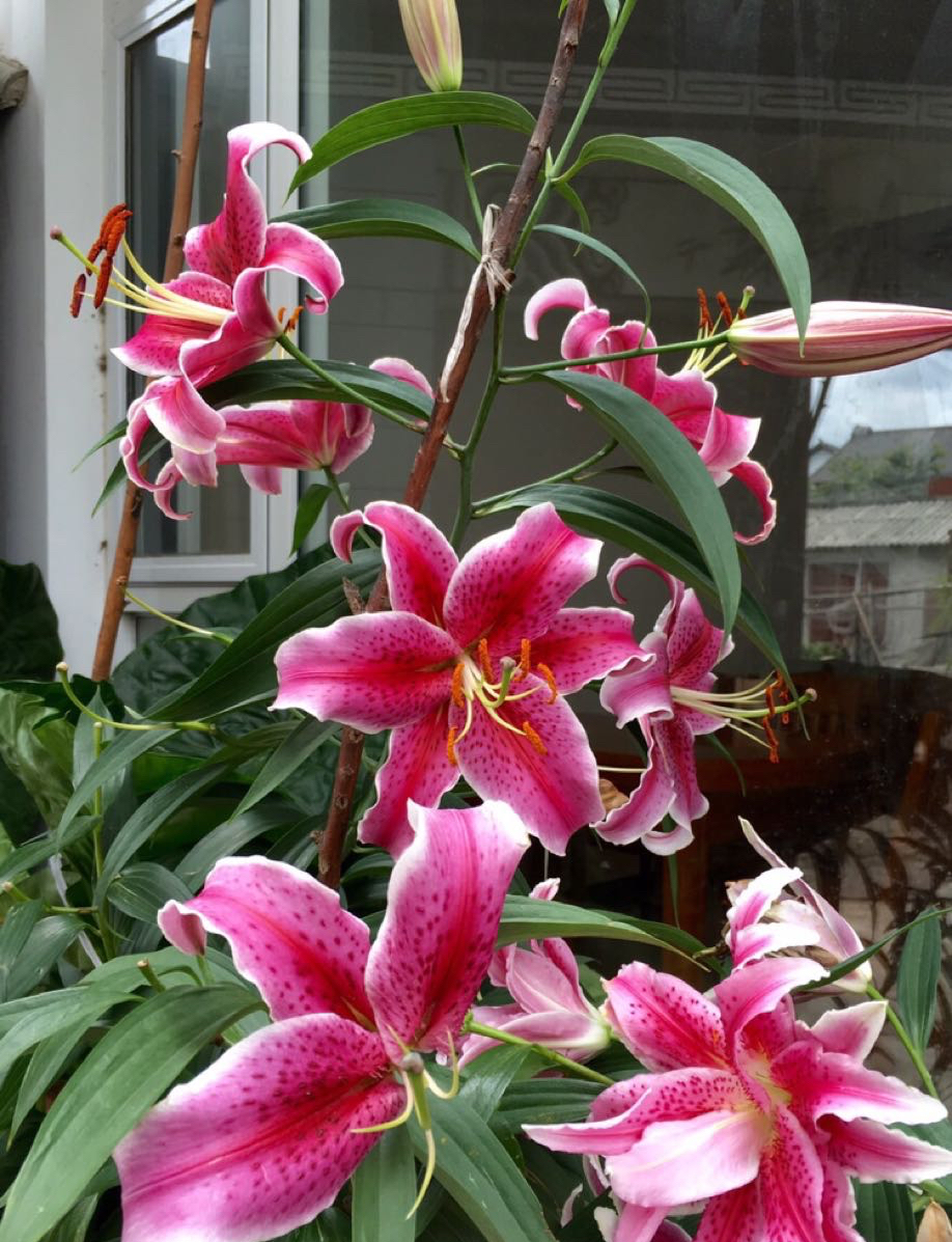 奥斯卡百合怎么养忌讳什么精心整理