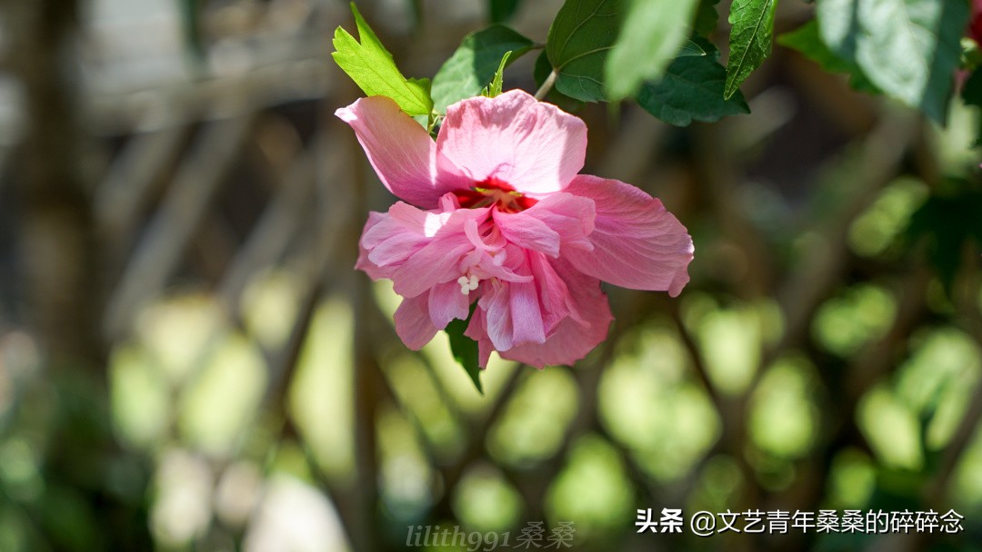 古村落、原始森林、火山岩，宝藏旅行地福建三明两日一夜打卡记