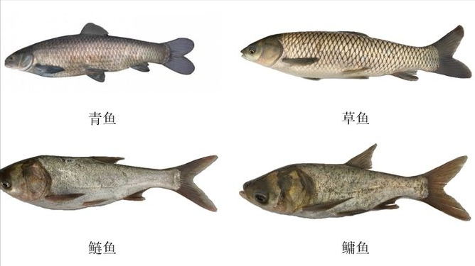 “中国四大家鱼”是哪些？有啥特点？认准这4种淡水鱼，不怕踩坑