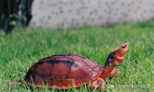 金錢龜特征,金錢龜特征有哪些?