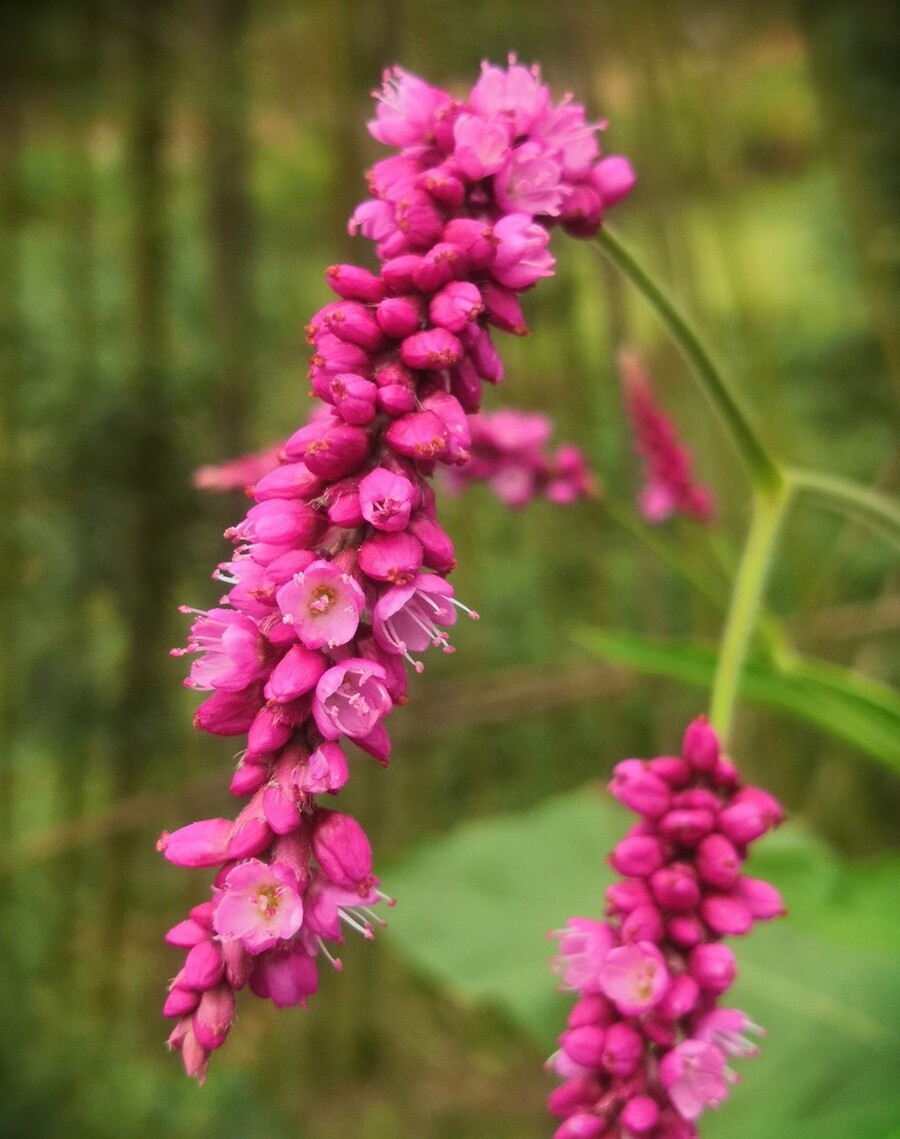 秋色在何许,蓼花含浅红.读古诗词,邂逅旧时光里的红蓼