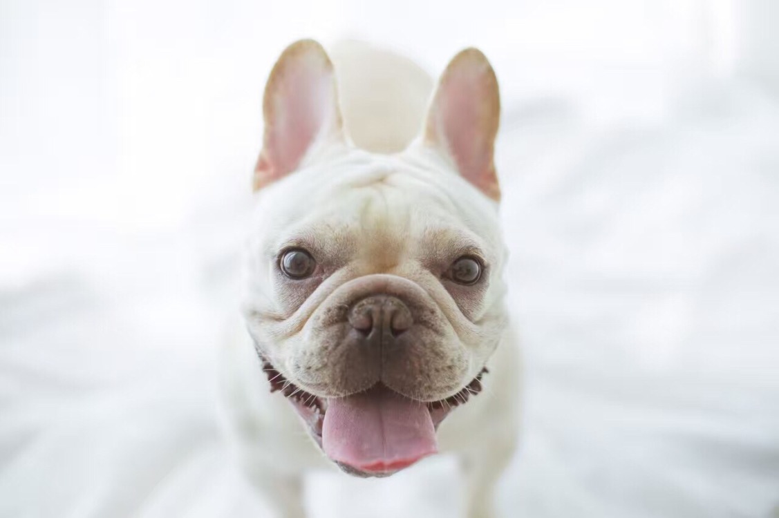 那个推荐我养"法牛"的人,给我站出来