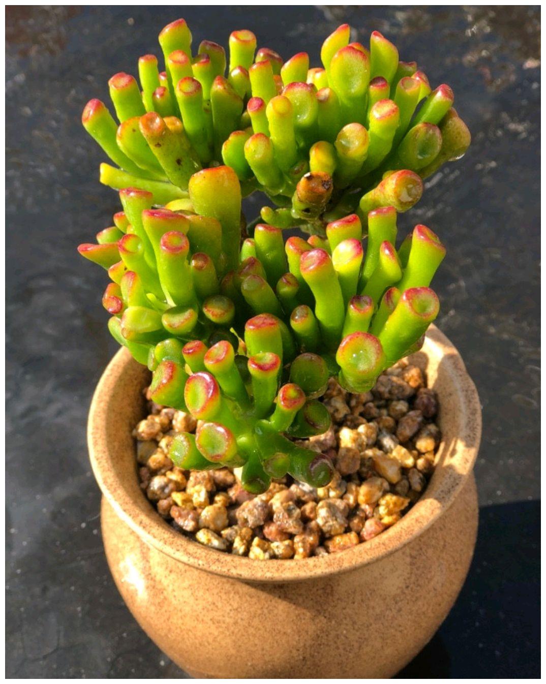 吸财树是一种多浆植物,幼小的时候,枝叶肥厚多汁,就像普通的多肉一样