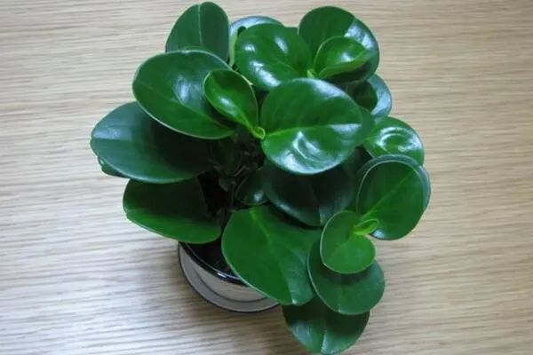 常见50种植物（50种常见的室内盆栽绿化植物）