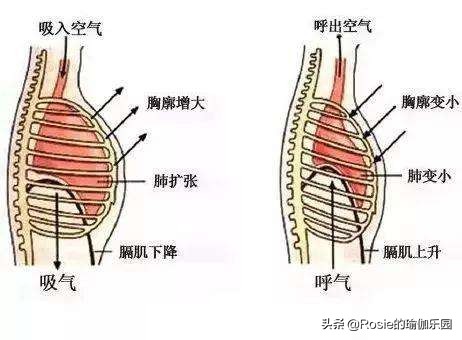 肋骨外翻是如何引起的？产后妈妈是不是更容易出现肋骨外翻？