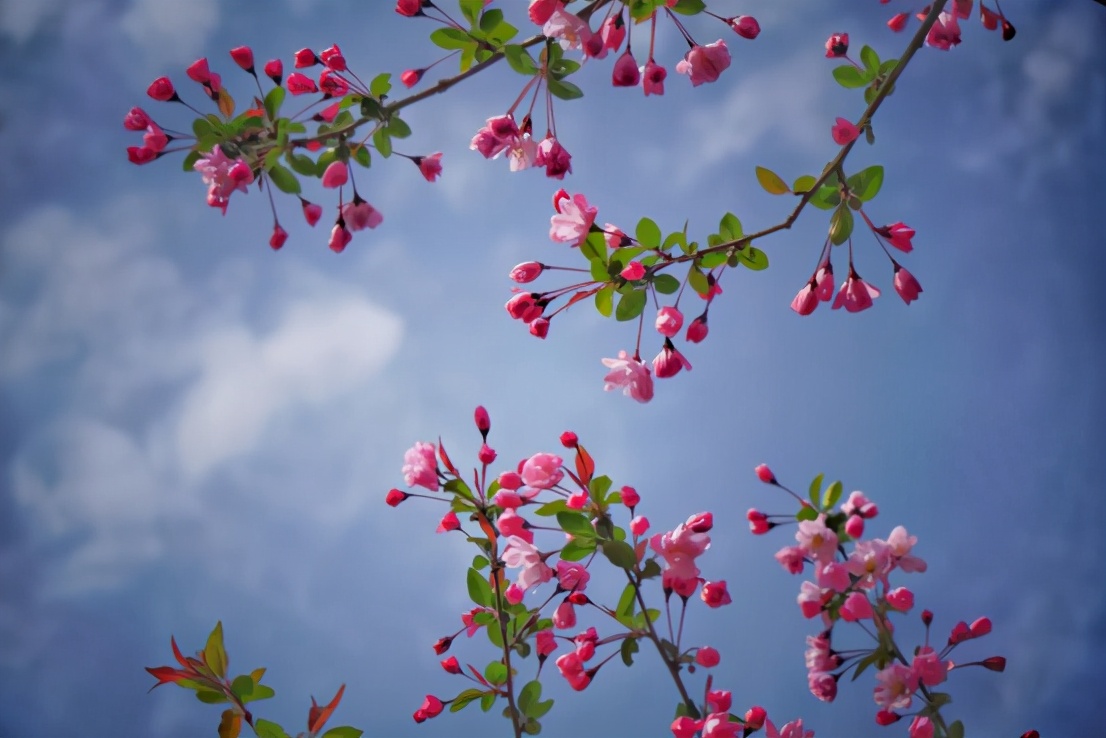 高清大图惊艳来袭！或许，“她”就是南京大学最美校花！