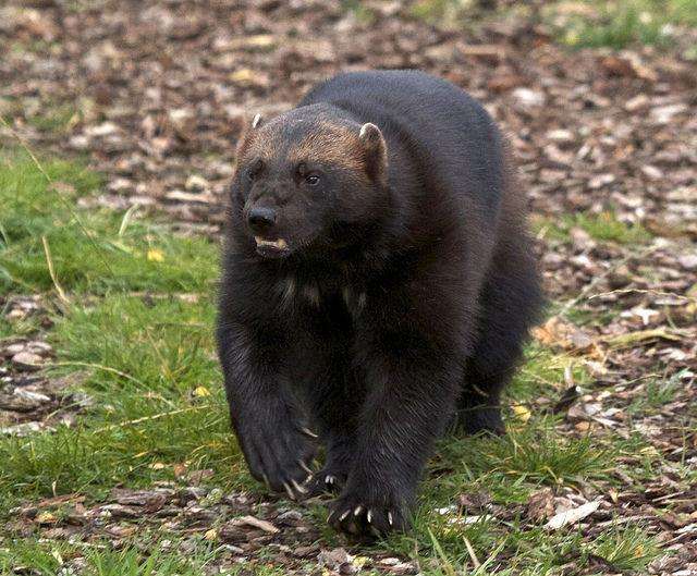 蜜獾打得过狼獾和袋獾吗为什么獾类家族个个不好惹奇趣自然