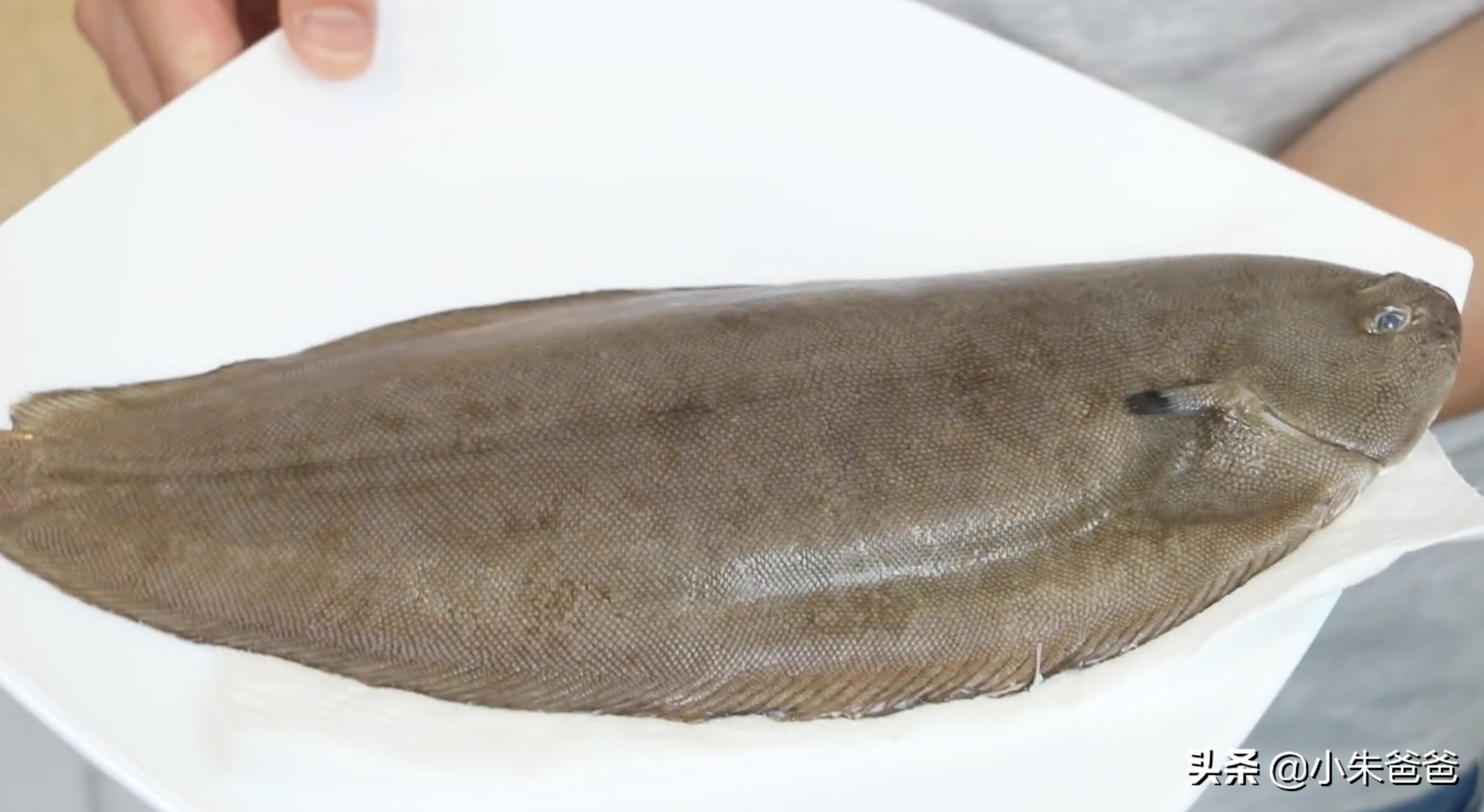 鳎鱼不错,但是基本买不到