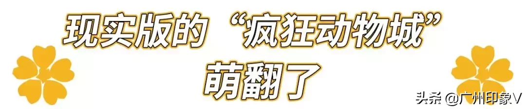 仅需￥139！原价￥258的广州融创乐园，限时特惠仅3天