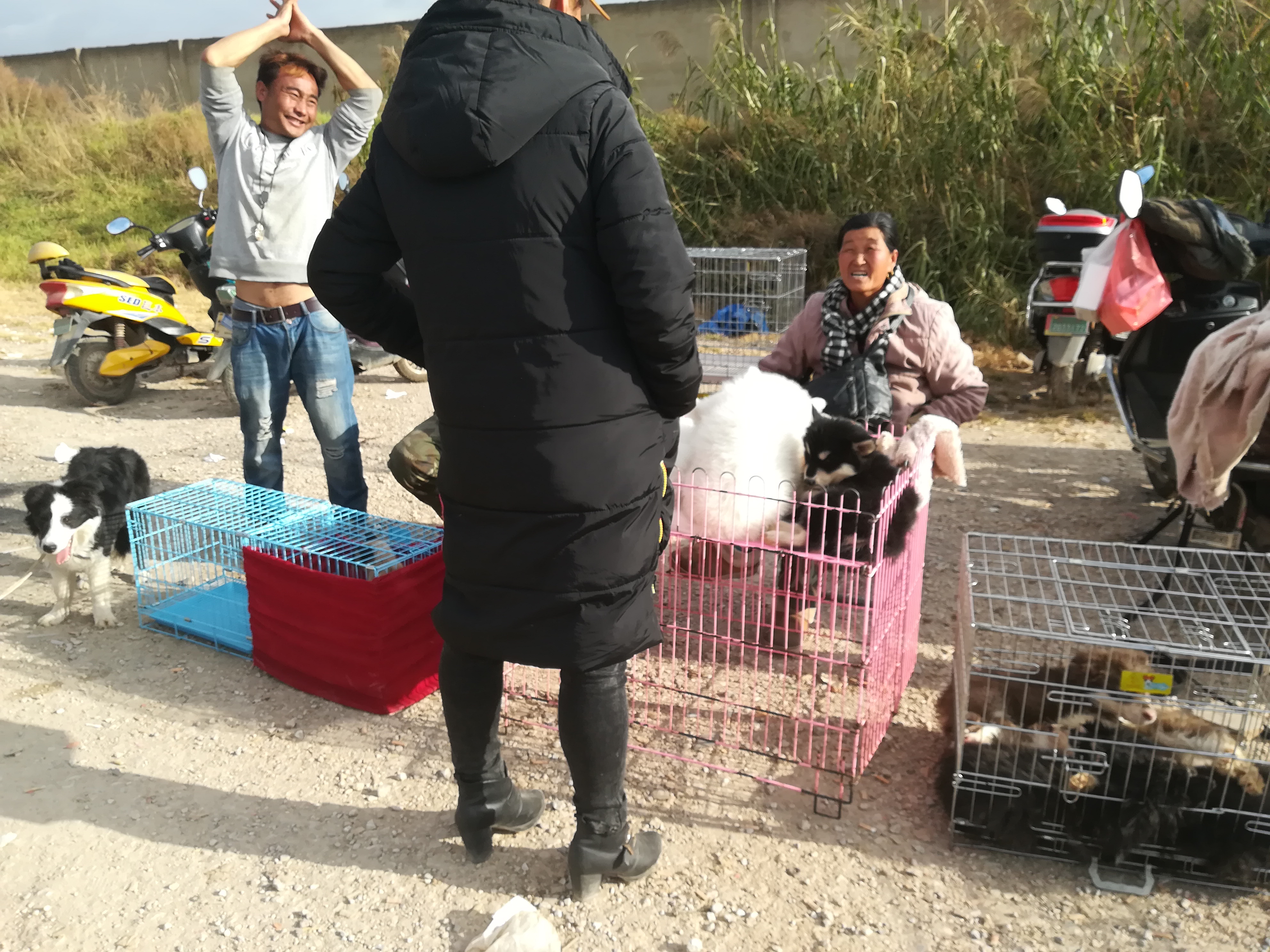 狗市：商贩出售萨摩耶喊价600元，顾客却想400元买走？