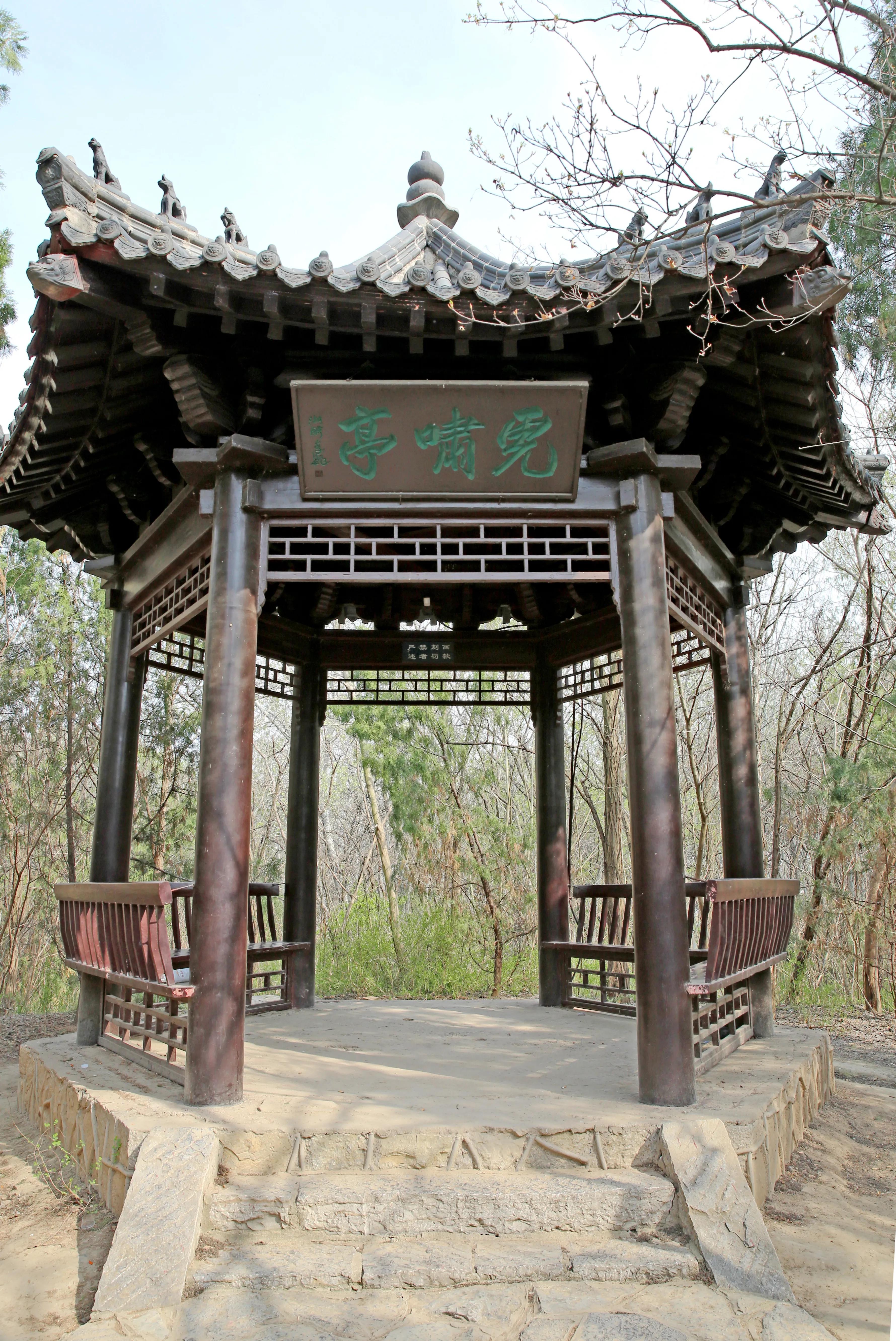 武松庙我们在景区里见到了这颗横着长的树.