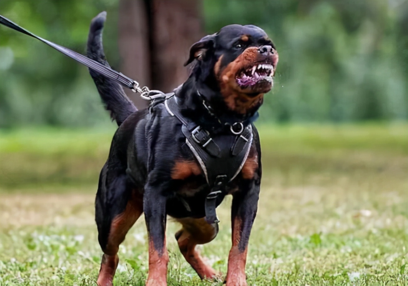 世上最凶猛的十大恶犬，藏獒在里面只能算小弟