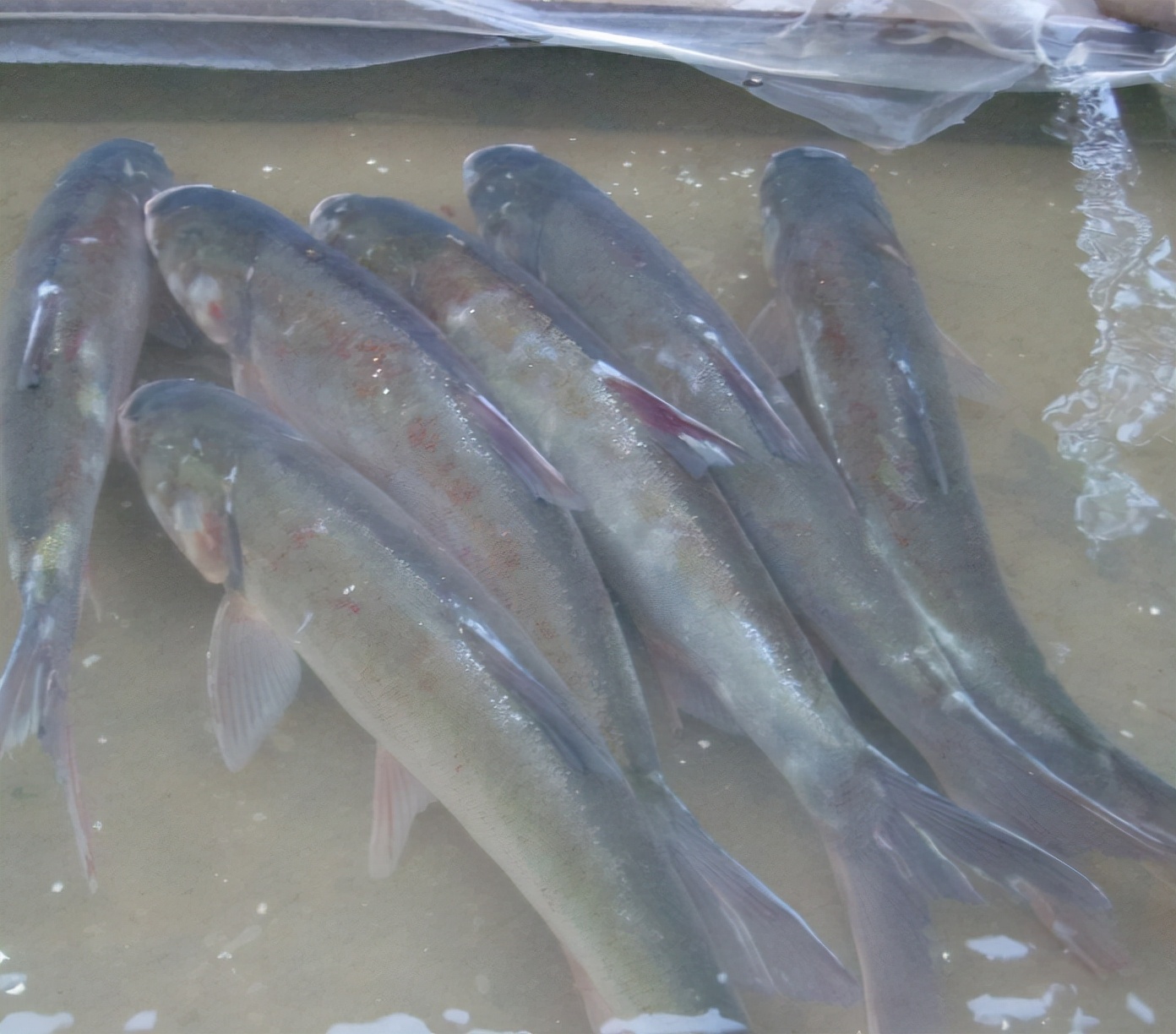 鲢鱼放缸里怎么养新手必看精心整理